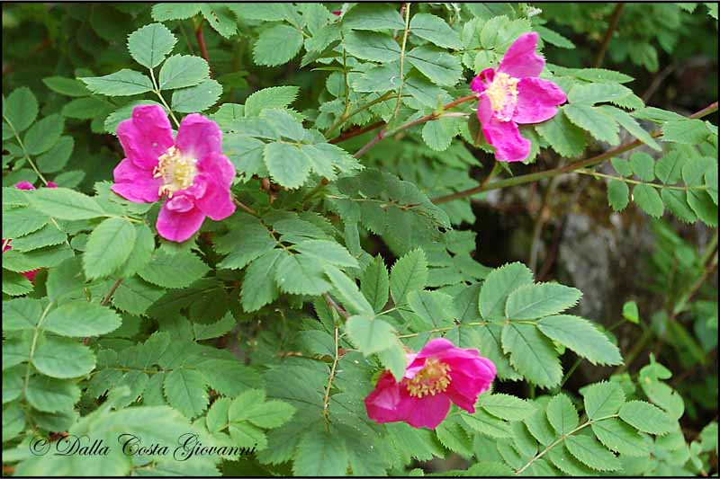 Rosa pendulina   /  Rosa alpina